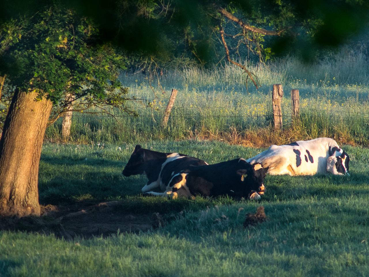 Zwei schwarze und eine weiße Kuh liegen unter Baum