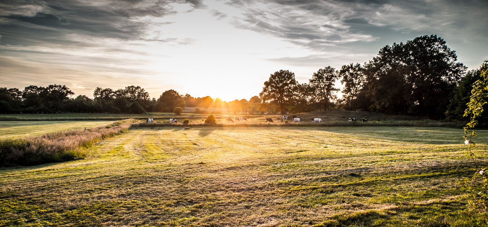 Sonnenuntergang über dem Feld, mit ein paar Kühen und dramatischem Verlaufsfilter für die Wolken
