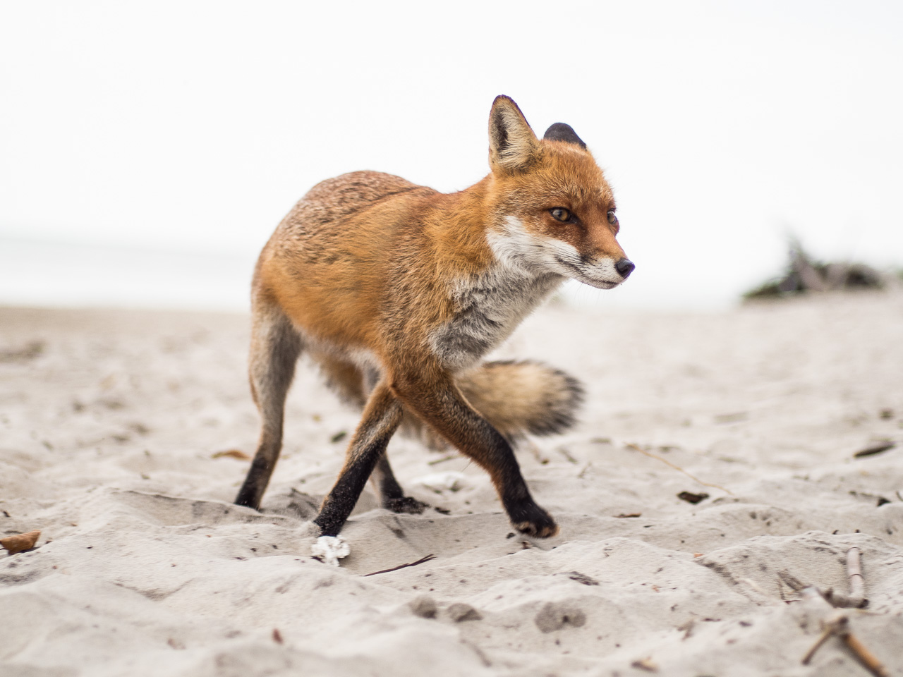 Schnürender Fuchs am Strand